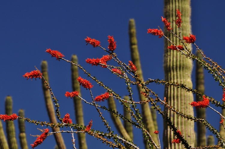 ocotillo flaming arrows